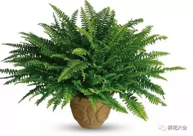 62.鸟巢蕨63.绿地珊瑚蕨64.波士顿蕨65.银皇后66.绿宝石67.金钻68.
