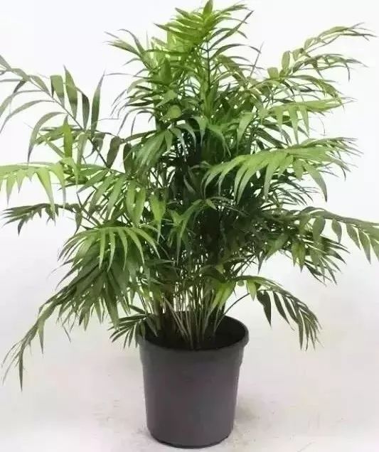 吊竹梅4.婚纱吊兰(千叶吊兰)3.吊兰2.绿萝1.常春藤第2