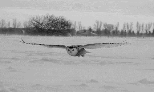 可爱的猛禽-雪鸮(内附表情包)