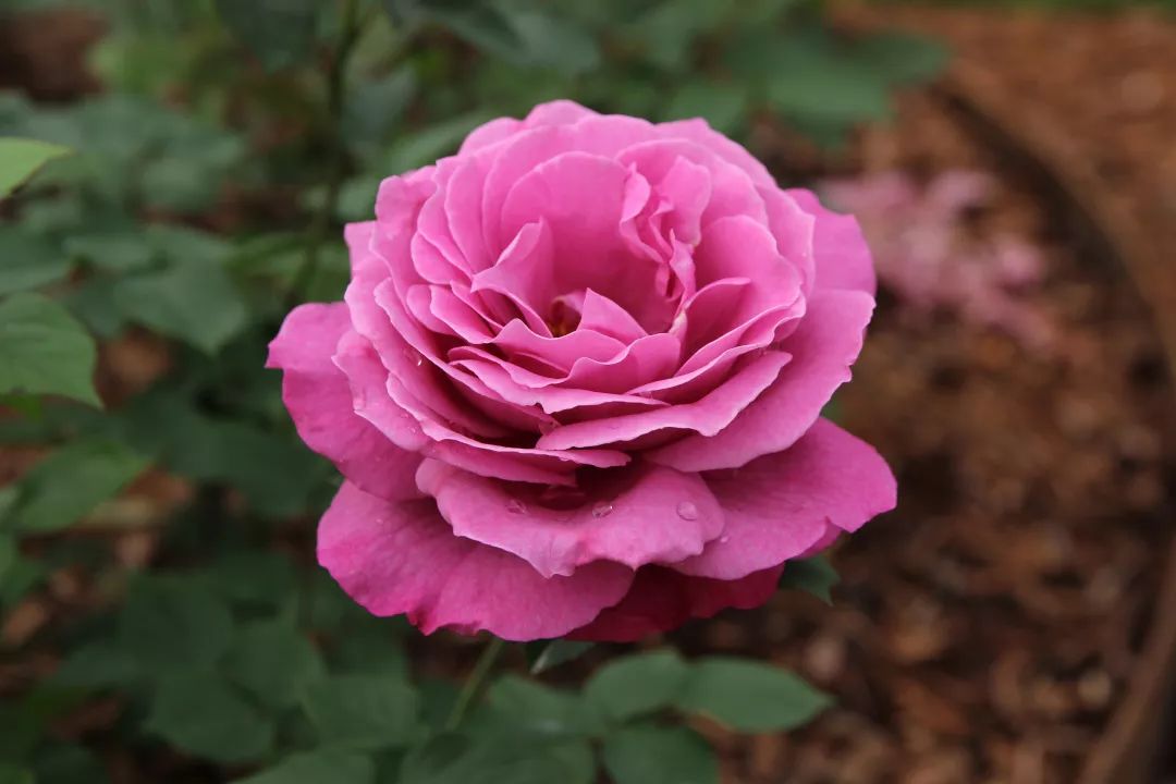 "蓝宝石"月季(r. blue bajou).