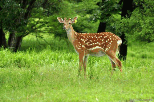 一路上惊喜连连可以和它们各种偶遇1000多头梅花鹿鹿苑里,散养着也