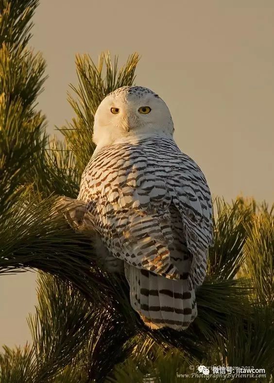 可爱的猛禽-雪鸮(内附表情包)