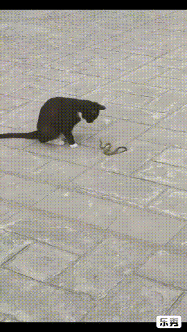 揍蛇,潜水,抓鸭子,盘老鼠.南审的猫活成了supercat!