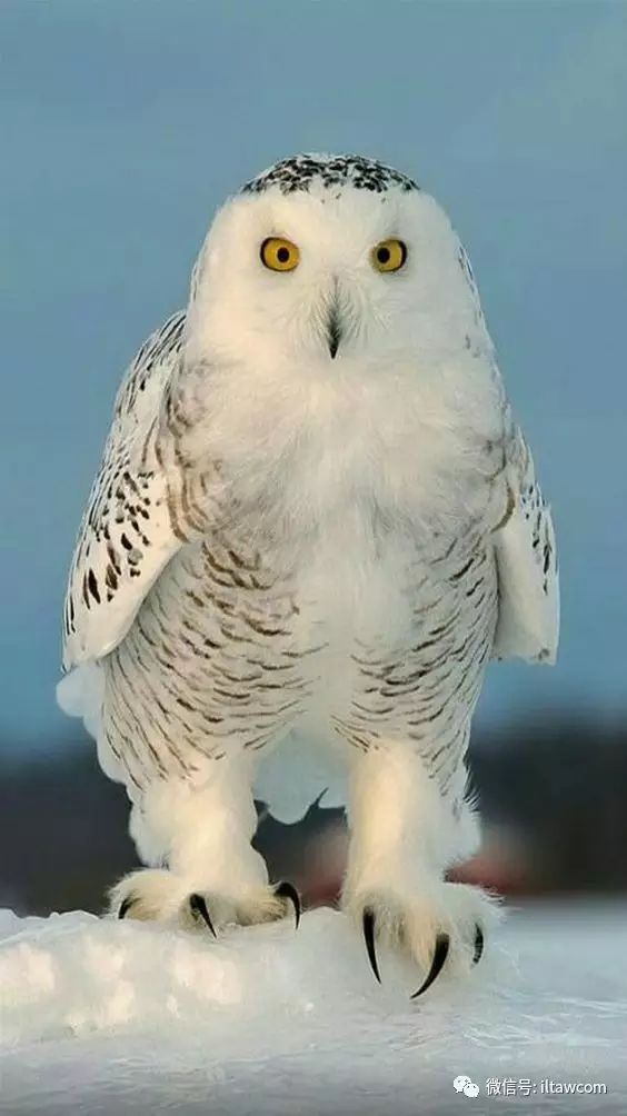 可爱的猛禽-雪鸮(内附表情包)