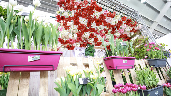 海宁"花宴"如约而至,2019世界花园大会盛装亮相|海宁|世界花园|花卉