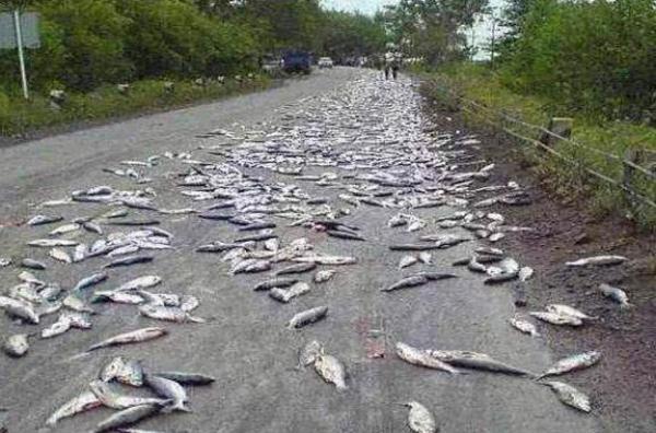 上万条活鱼从天而降,这是什么情况