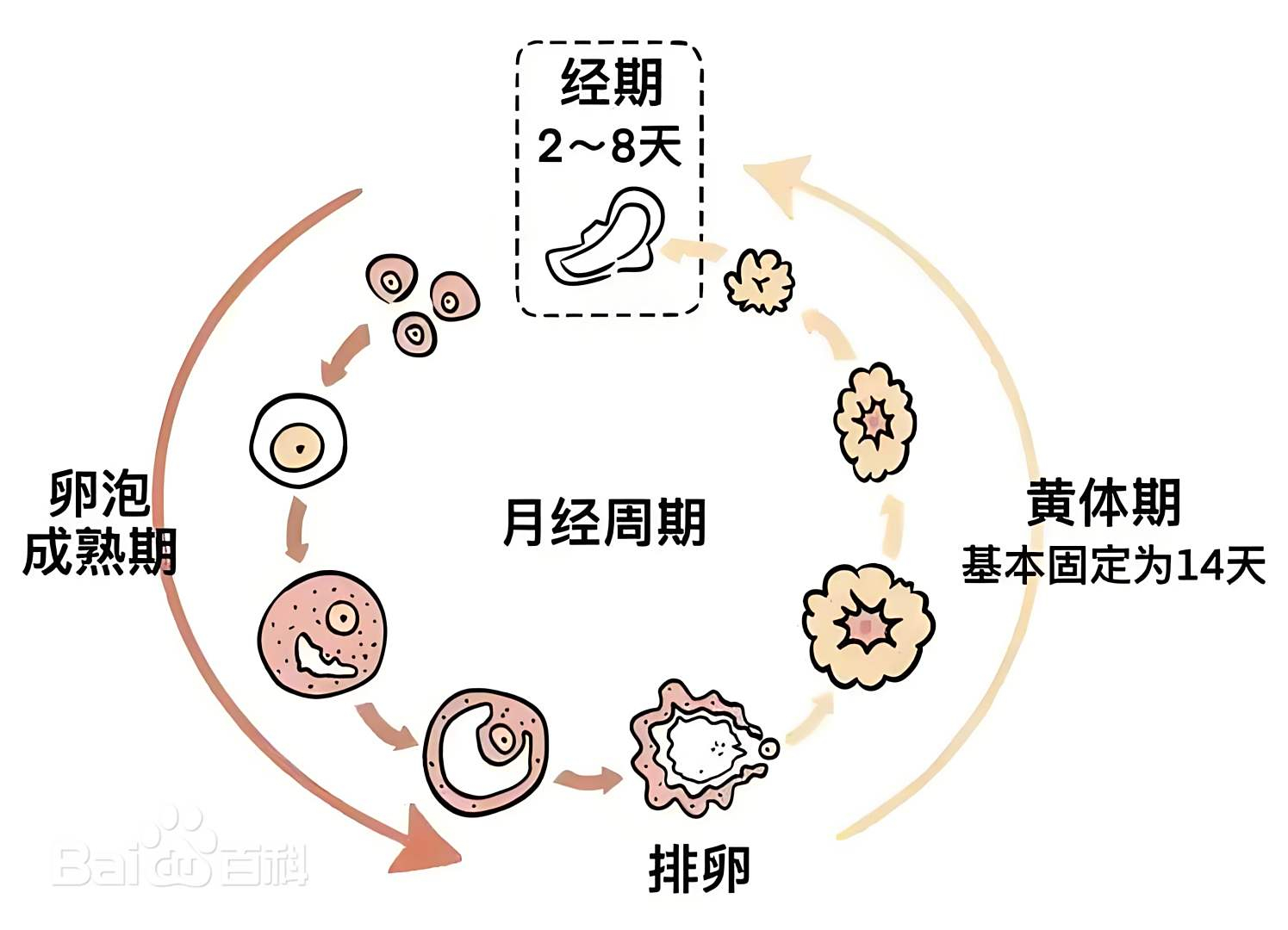 黄体期影响经期腹胀与怀孕,不足12天或致月经异常|养生保健|妇产科|肚子|医案|女生_新浪新闻