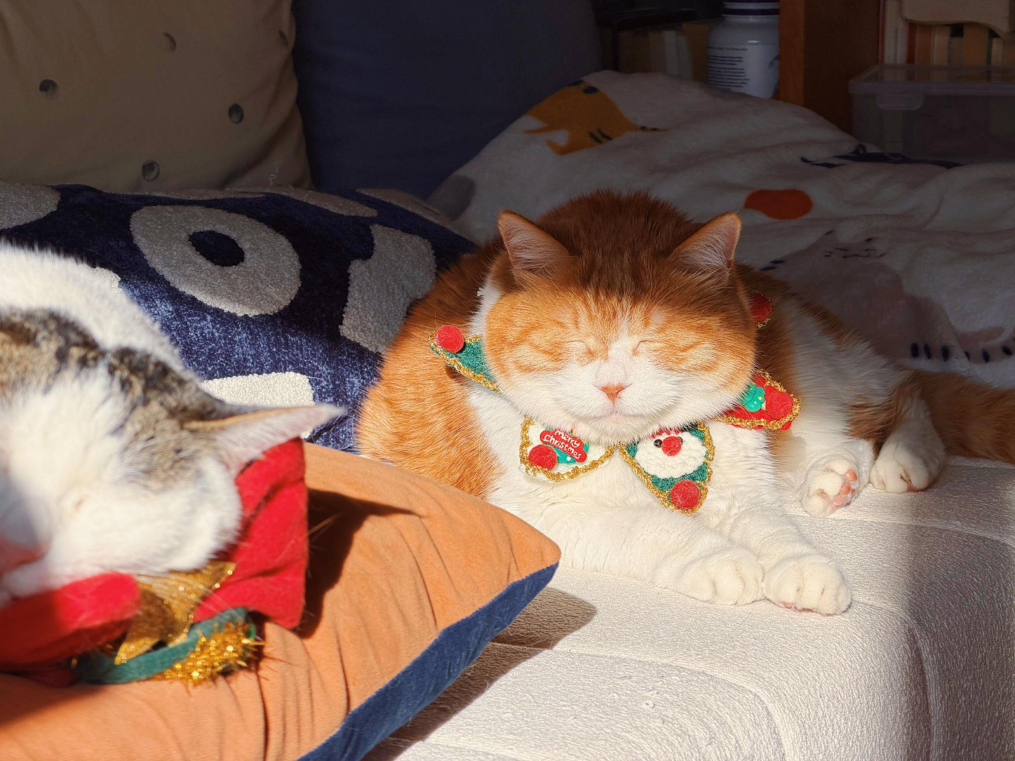 网黄猫日晒照引热议，年度高萌瞬间存档2025|可爱小猫_新浪新闻