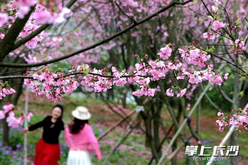 长沙80亩樱花林盛放，烟雨二月兰共绘春日画卷|长沙市|岳麓区|湖南省|花海|水墨_新浪新闻