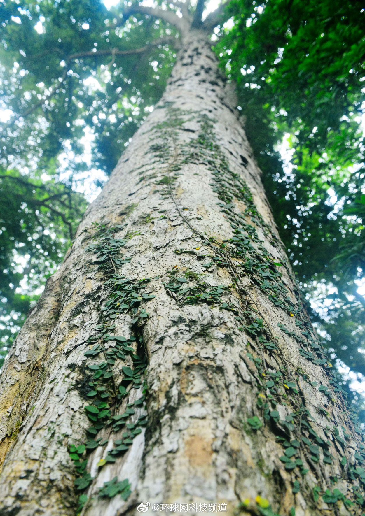 金丝楠木并非单一树种，实为多类楠属木材统称|润楠属|闽楠|润楠|树体|樟科_新浪新闻