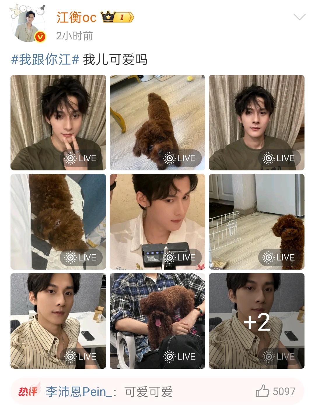 江衡晒狗引热议,李沛恩调侃谁更可爱|江衡|可爱|李沛恩|狗_新浪新闻