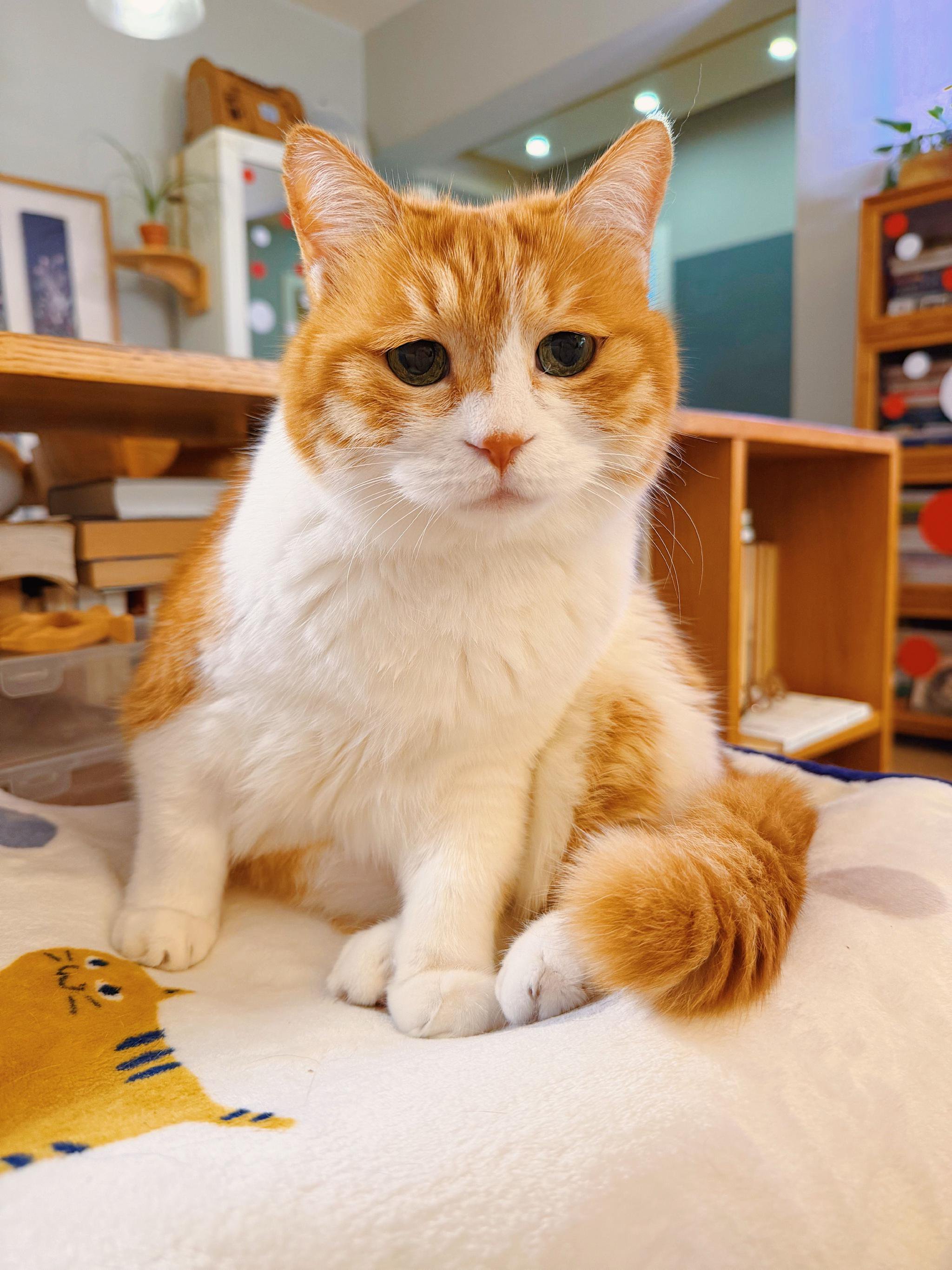 网黄猫日年度高萌瞬间存档2025|猫|黄猫_新浪新闻