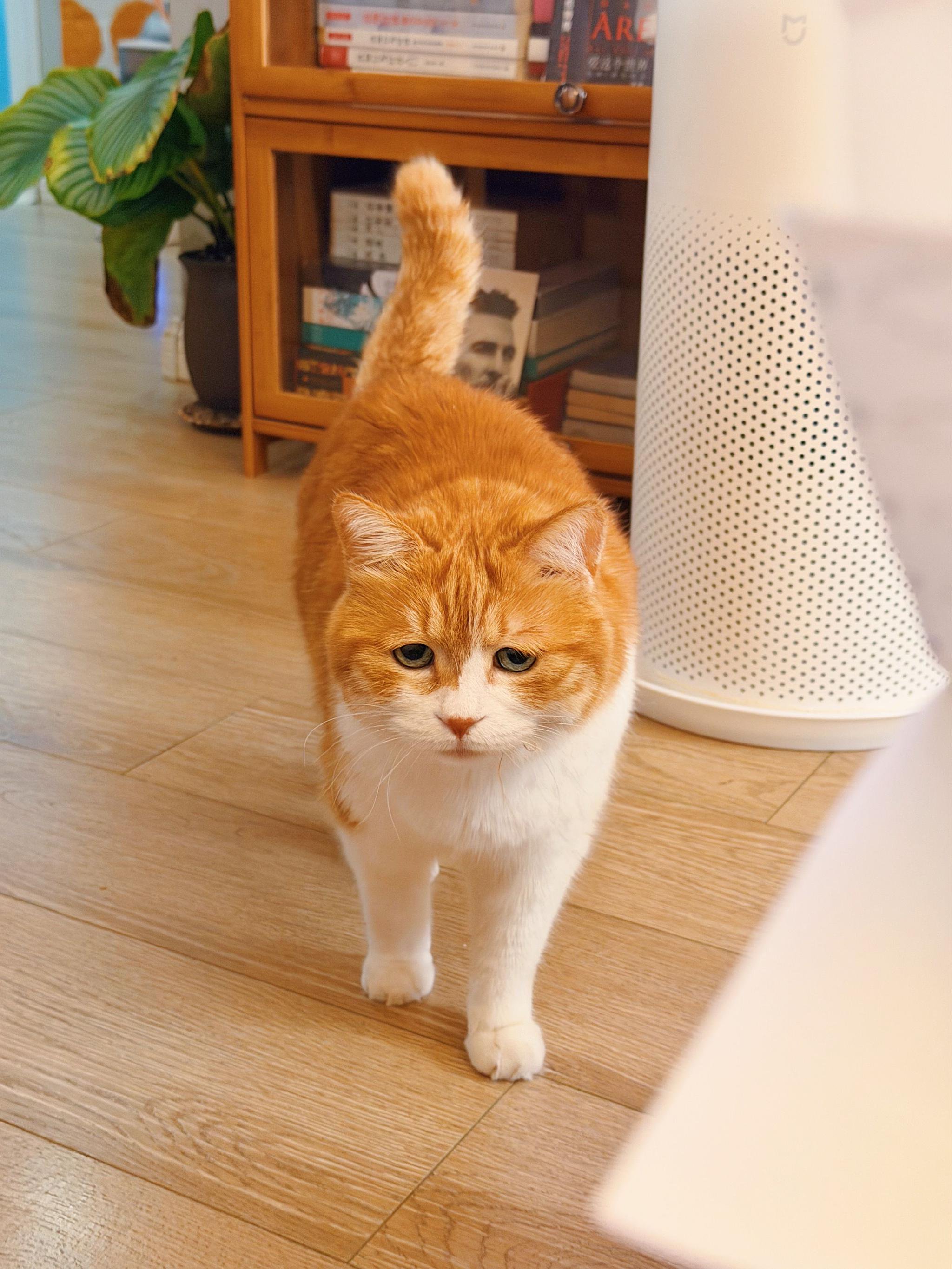 网黄猫日超话引发网友互动热潮|可爱小猫|人类_新浪新闻