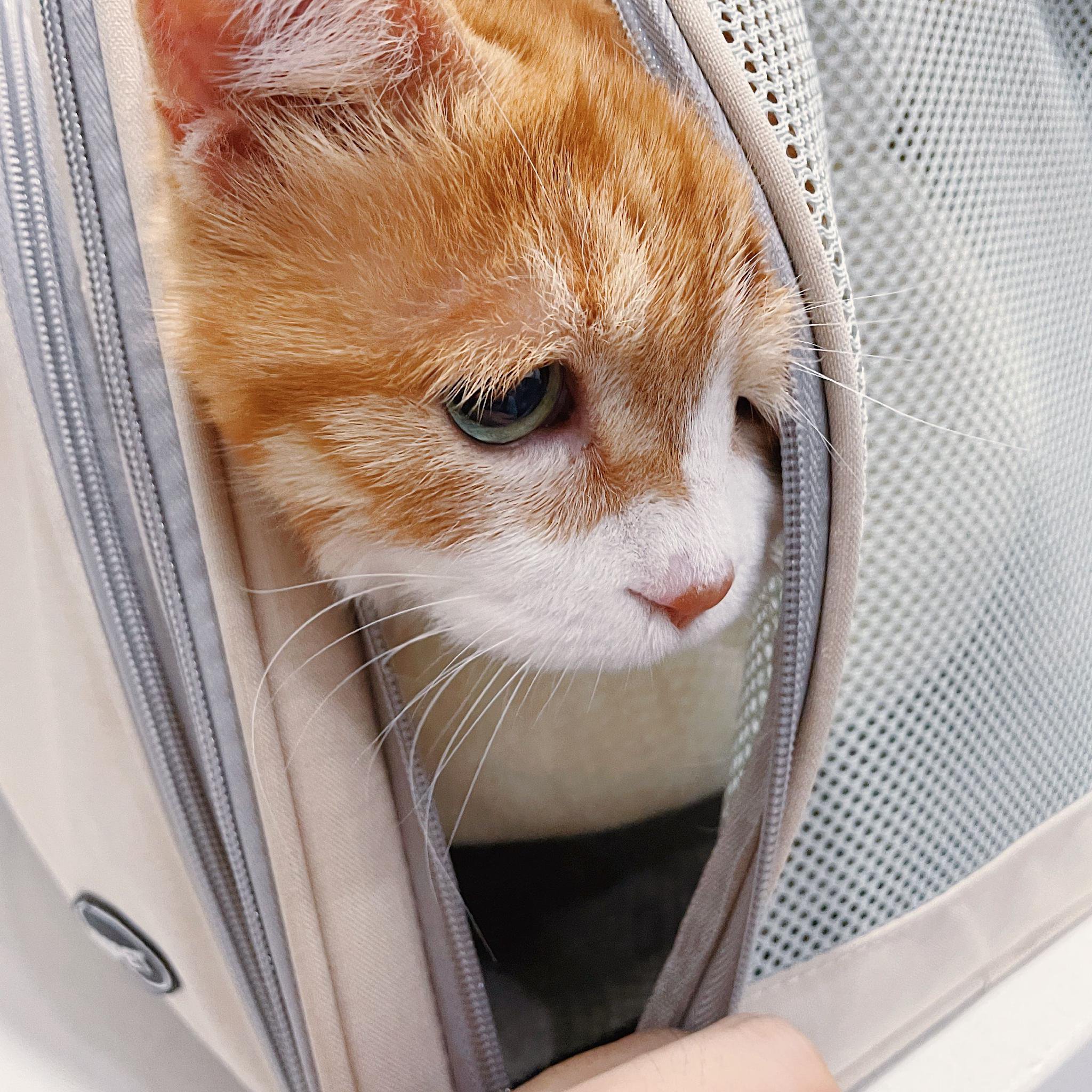 小脸勇者亮相动物奇遇记，网黄猫日引热议|黄猫|奇遇|勇者_新浪新闻