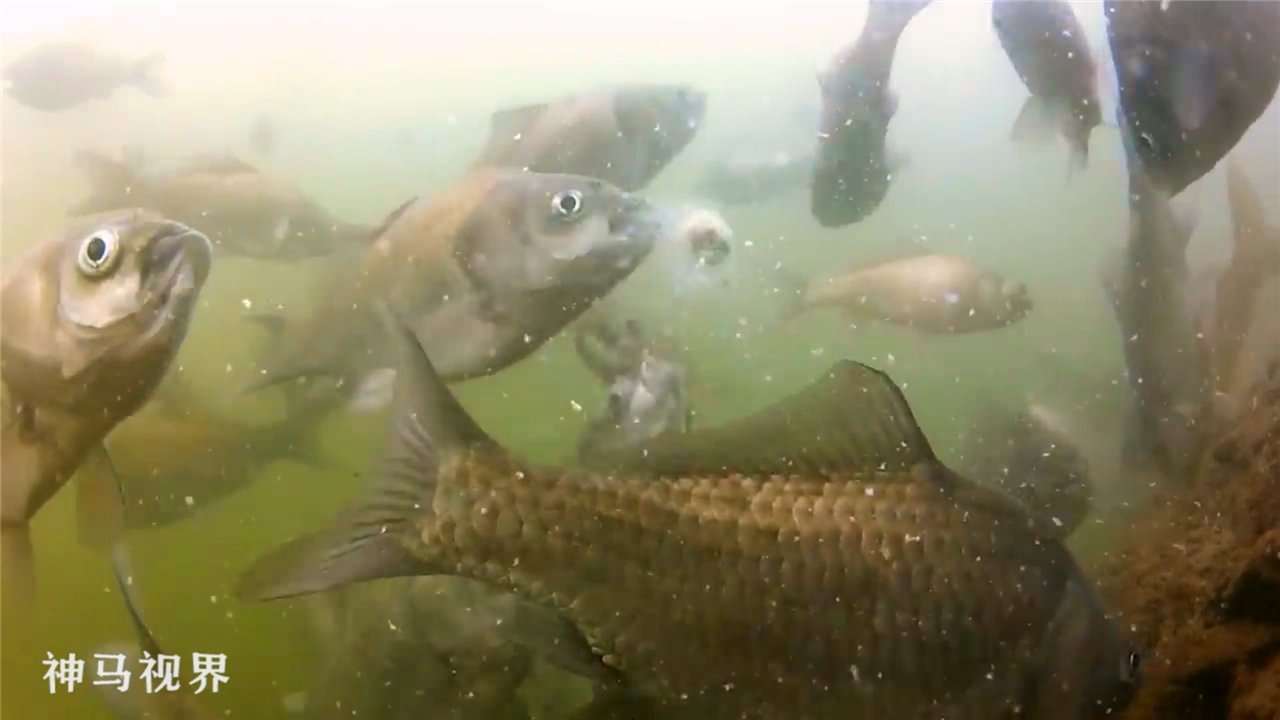 一群鱼在吃霸王餐,浪费了这么好的饵料