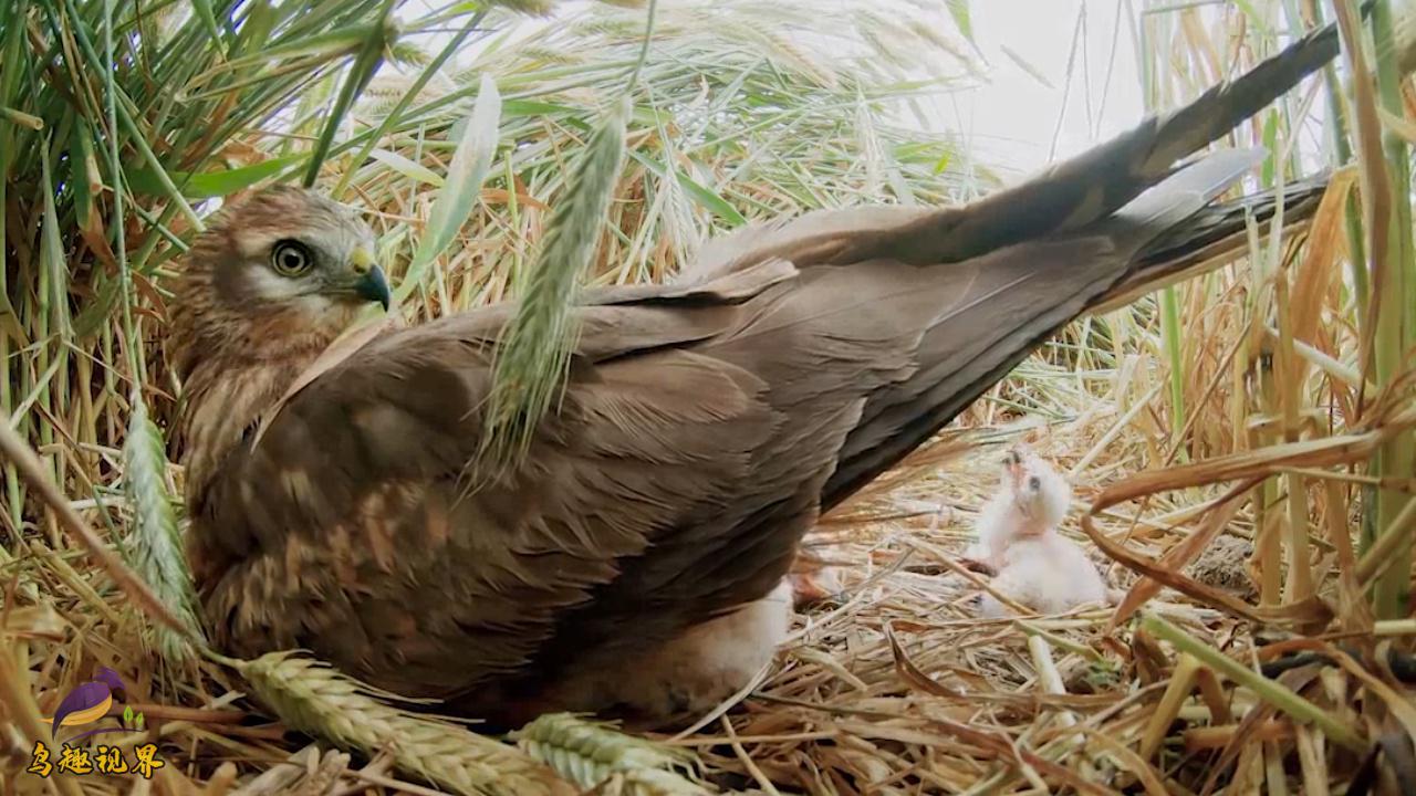 这是老鹰中的多产大户,看看这一窝繁殖了几个崽?鹰妈妈不容易啊