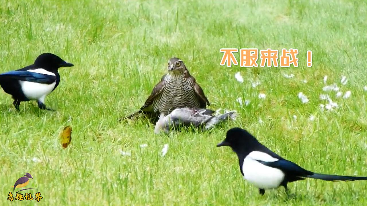 雀鹰抓到一只鸽子,两只喜鹊半路打劫,雀鹰:来战!