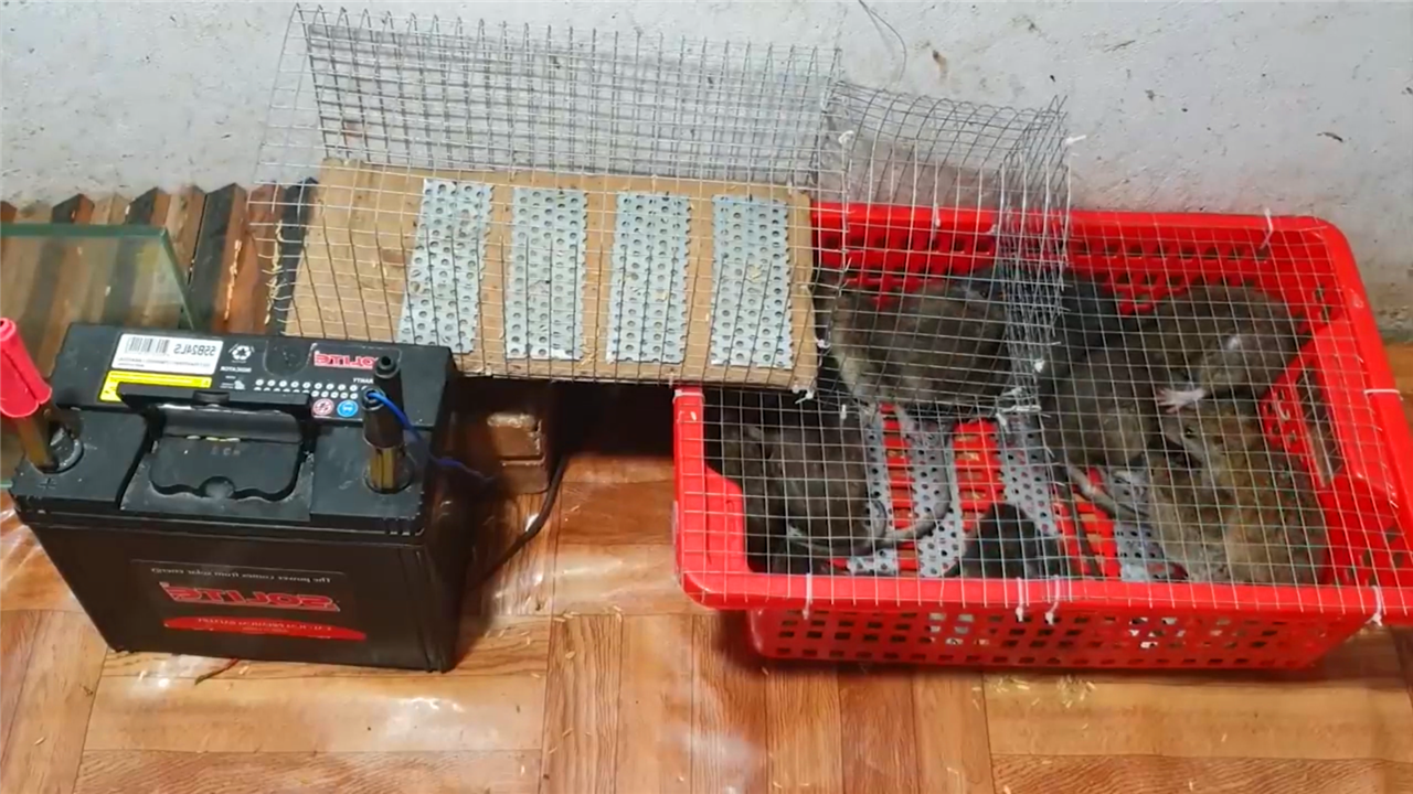 电力捕鼠陷阱,老鼠要被整崩溃了,躲在笼里瑟瑟发抖!