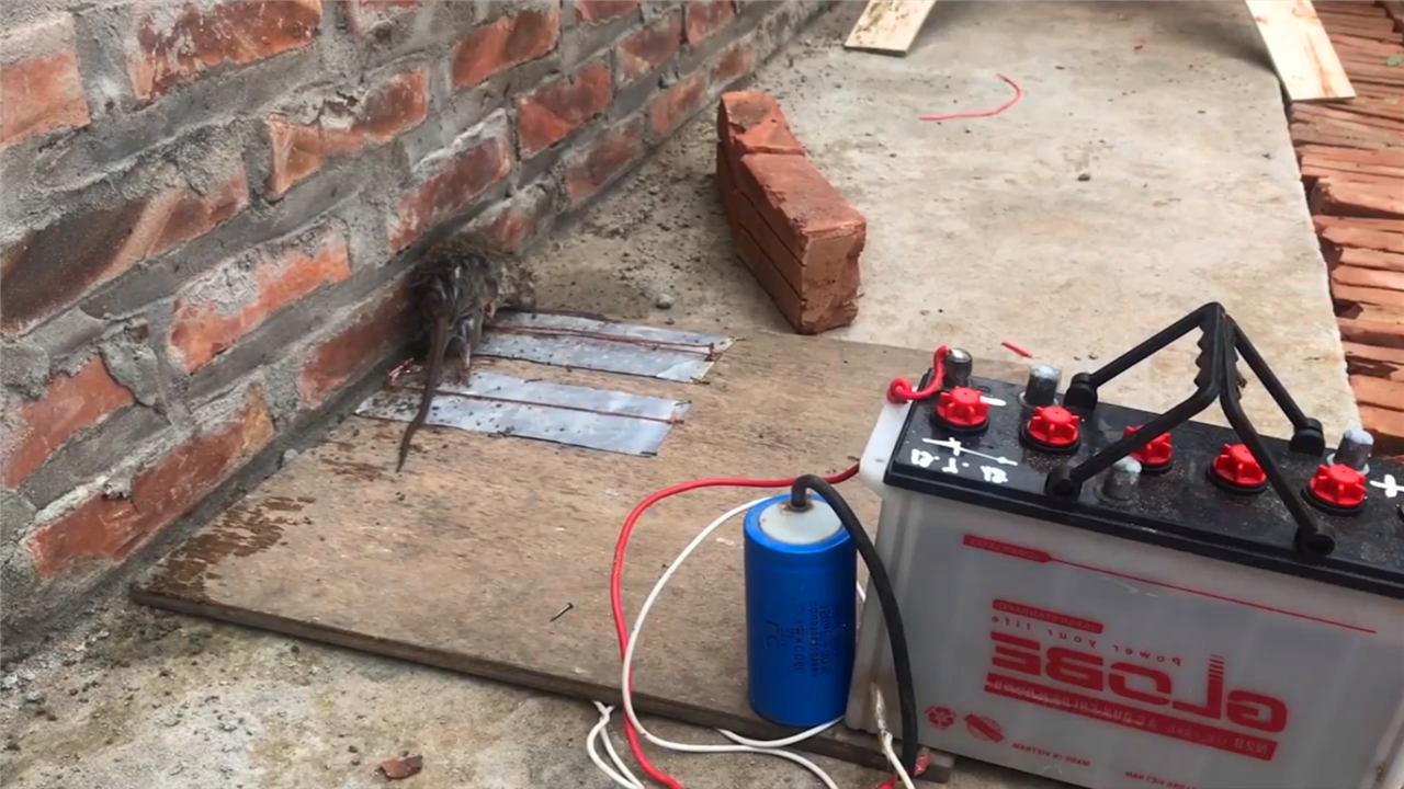 大叔自制电力捕鼠器!可恶的老鼠一碰到,就告别鼠生了