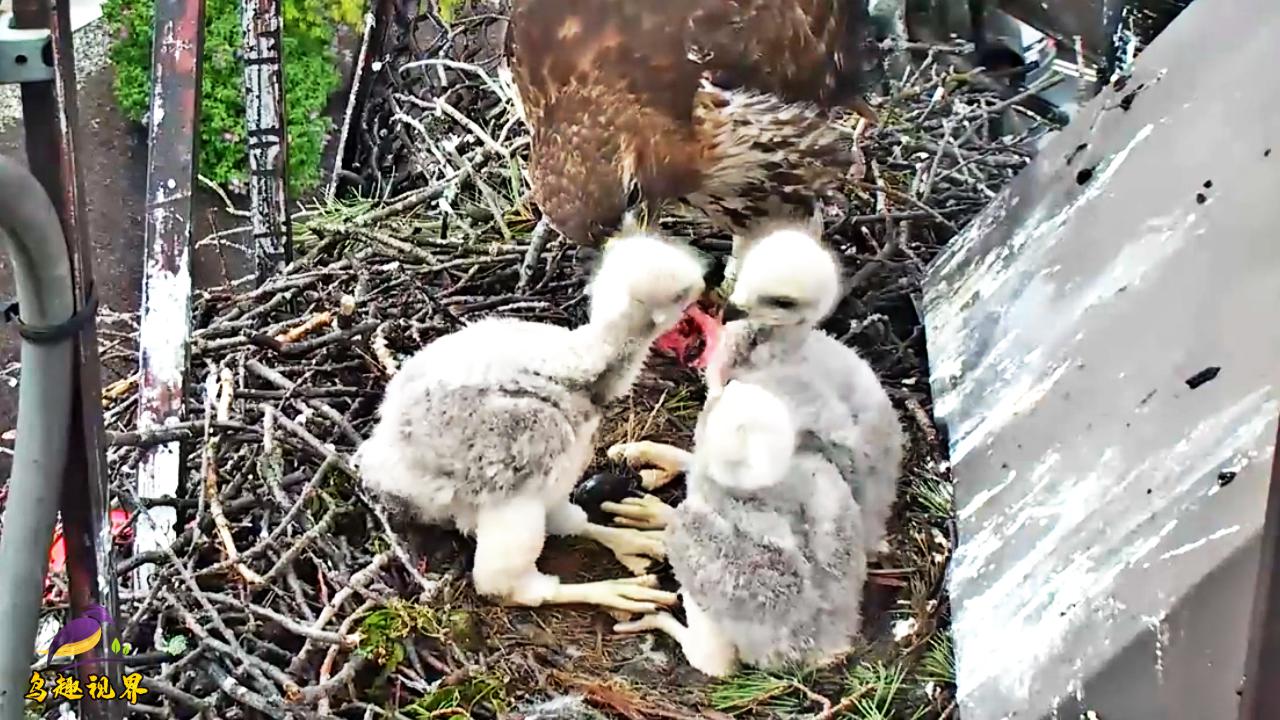老鹰育雏,小鹰抢到个骨刺,鹰妈妈担心小鹰被噎着,好在有惊无险
