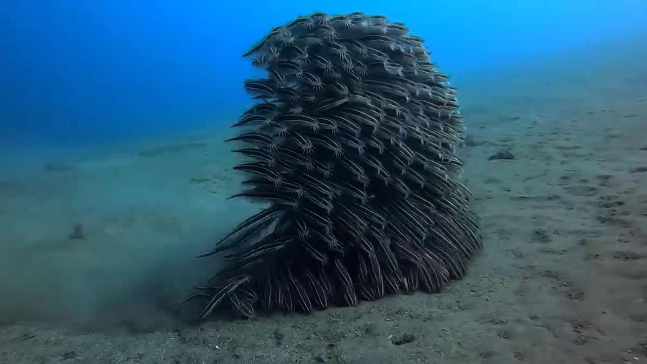 线纹鳗鲶为抵御捕食者会聚集成鱼群看起来就像一座行走的雕塑