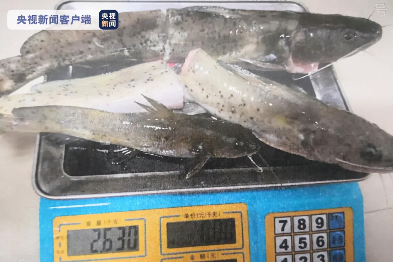 男子钓起“芝麻剑”却不认得?卖给餐馆大卸四块,结果警察找上门|高原|鱼|芝麻_新浪新闻