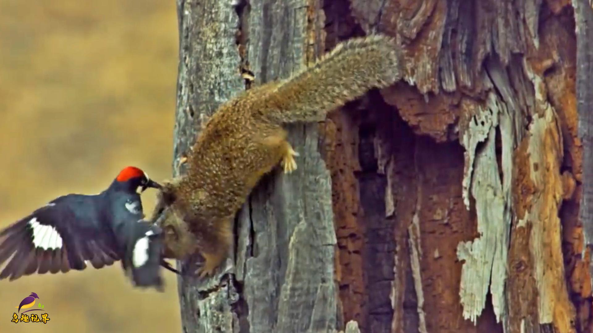 啄木鸟藏橡子有多丧心病狂电箱塞满橡子连房子都变它的贮藏柜