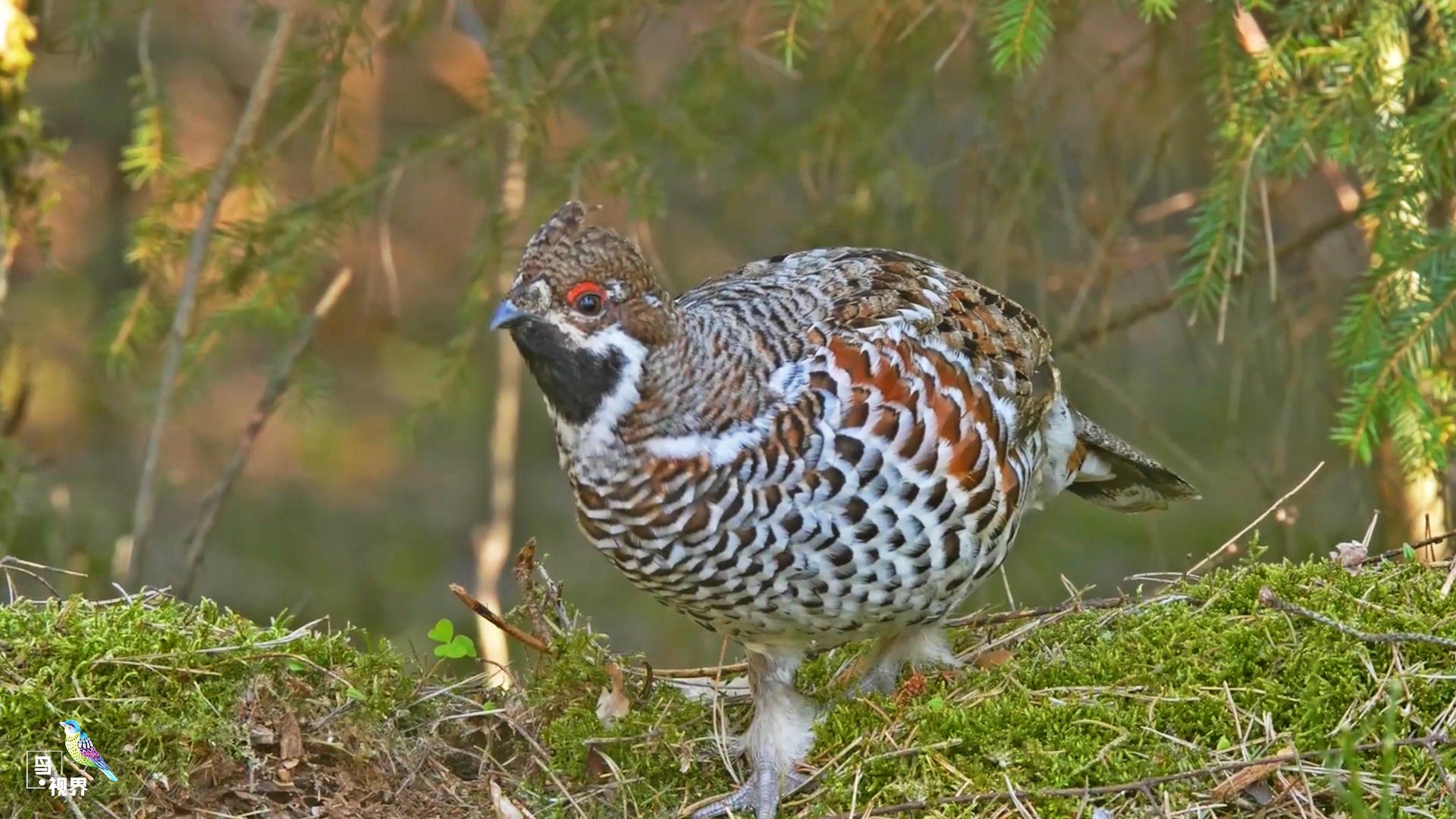 花尾榛鸡俗称"飞龙",看看它在做什么?
