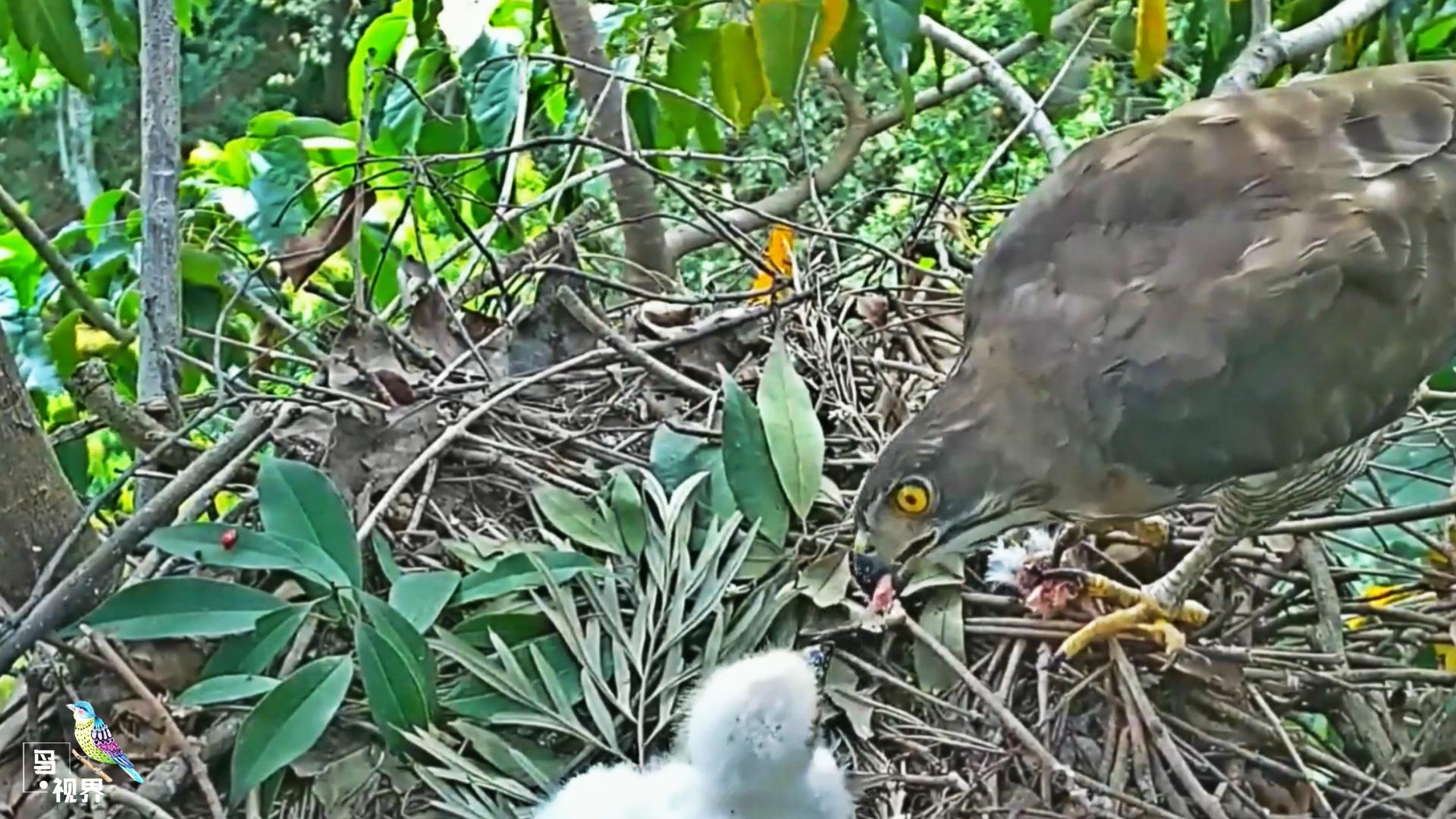 凤头苍鹰育雏,鹰妈一口一口喂小鹰肉,小鹰吃的很满足