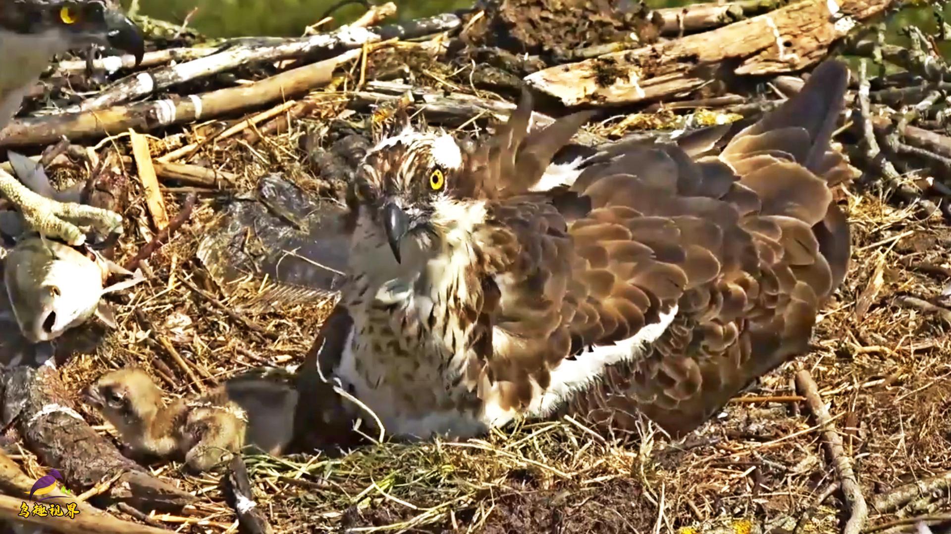 鹰爸抓来的鱼还在跳跃,鹰妈妈叼来喂崽,小鹰吃着新鲜的生鱼片