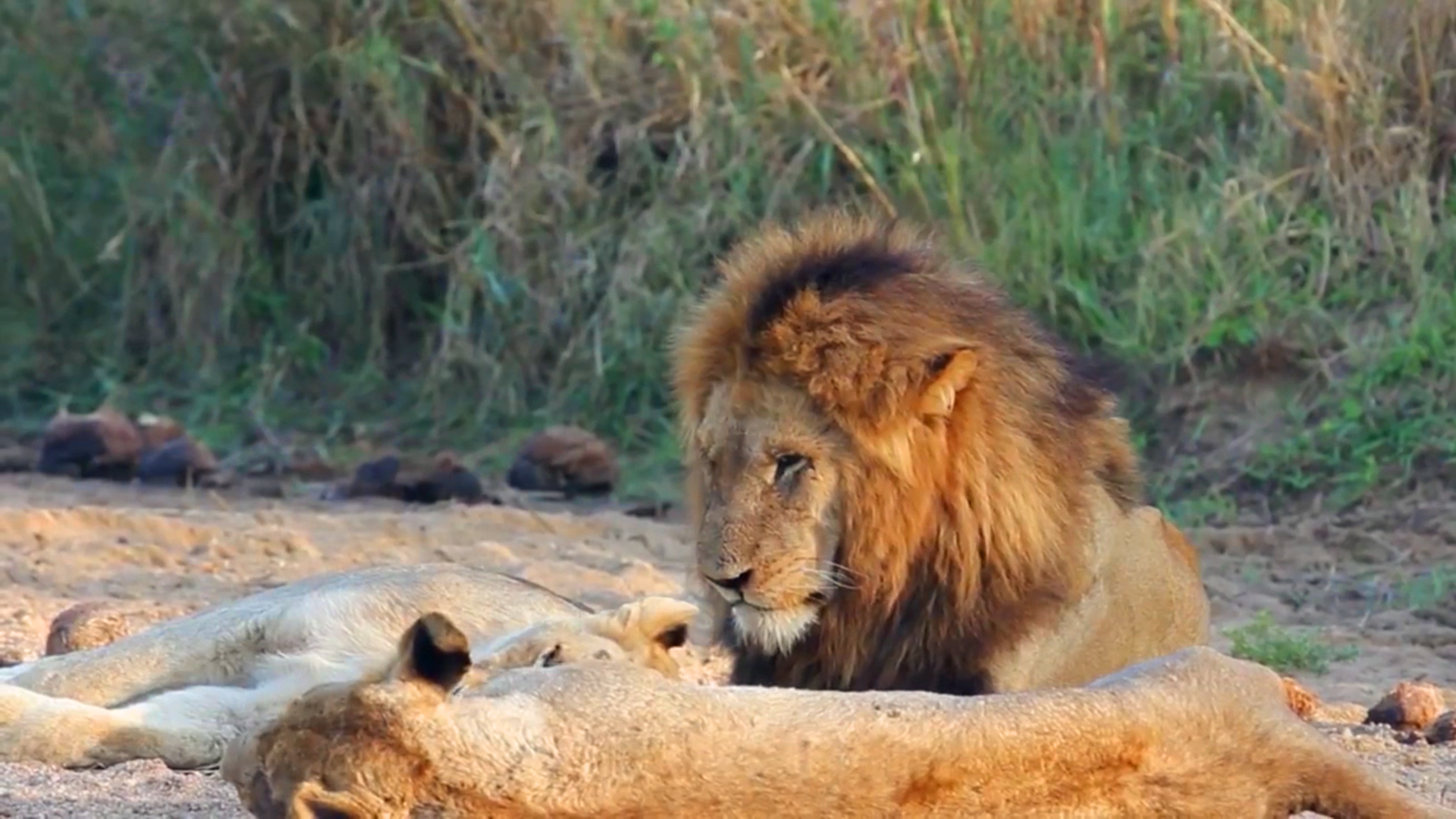 一头不安分的老狮王,守在母狮身旁动作频频