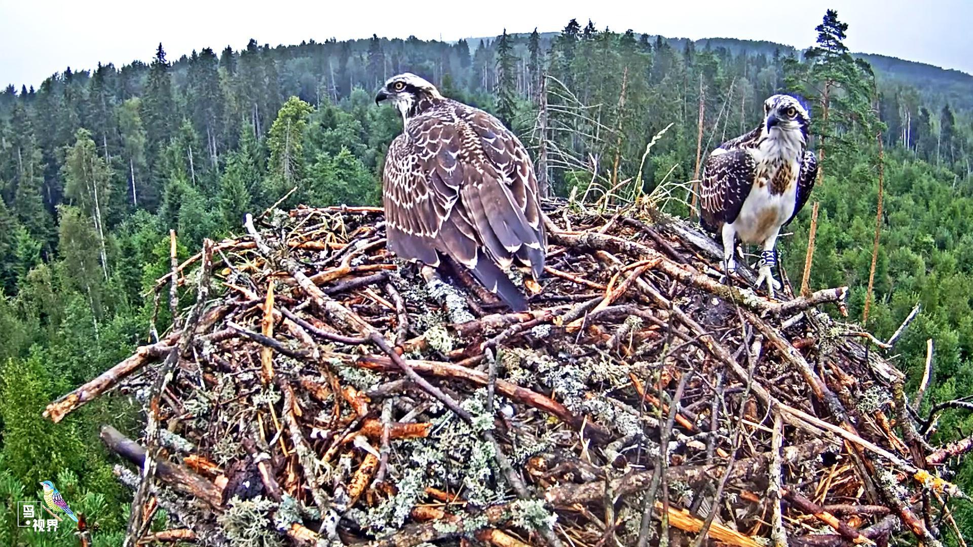 鹰巢不能避雨,老鹰该吃吃该喝喝,任雨淋