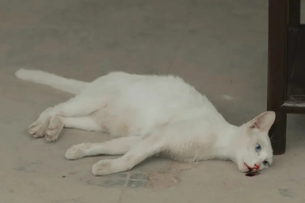 当家主母引争议!被曝疑虐杀小猫,制作方火速回应休闲区蓝鸢梦想 - Www.slyday.coM 当家主母引争议!被曝疑虐杀小猫,制作方火速回应休闲区蓝鸢梦想 - Www.slyday.coM