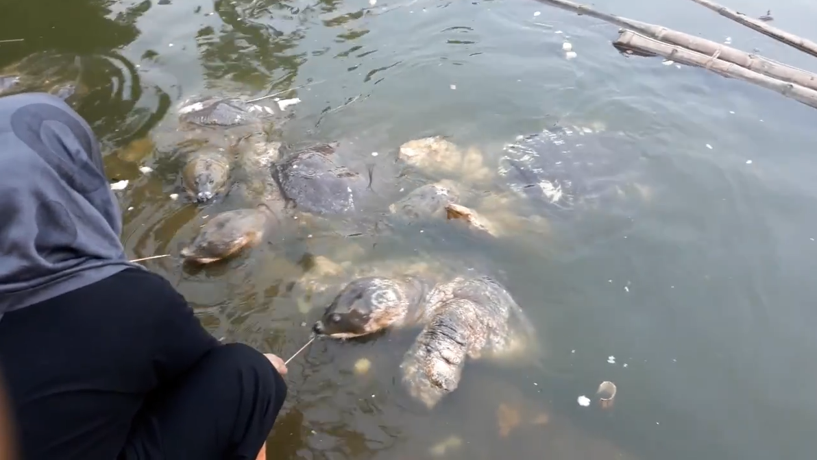 印度恒河又一大型生物泛滥,数量高达500万,竟妄想出口到我国!