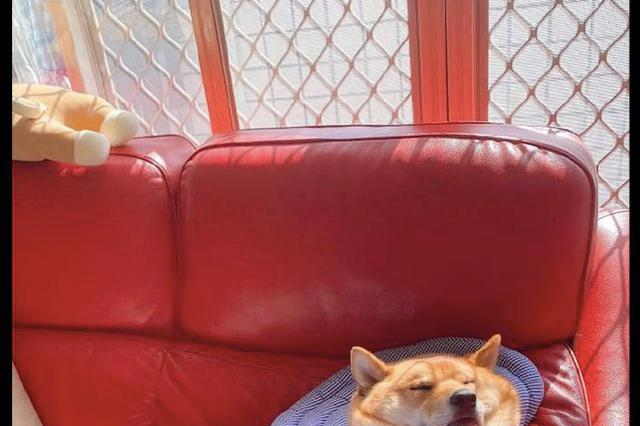 柴犬在沙发悠然仰睡,主人看着熟睡的它,做出搞笑表情包