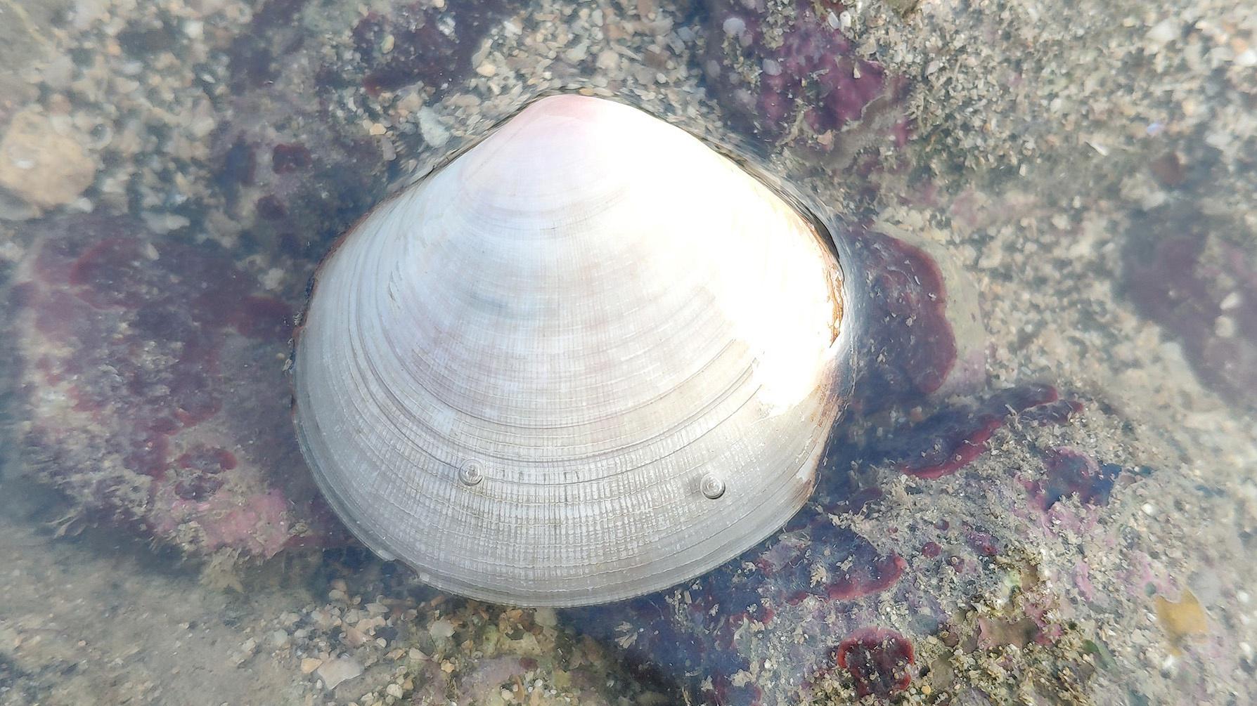 白天赶海来好运小利第一次捡到月亮贝通体透白美得像块玉