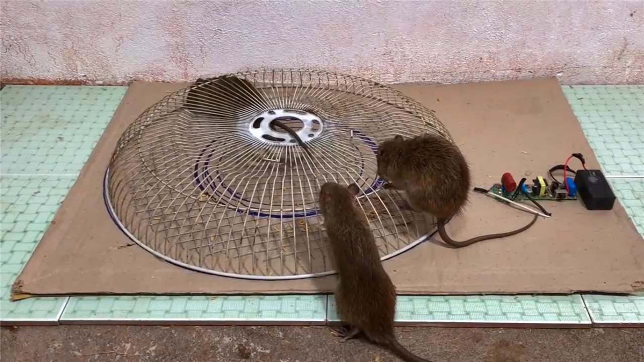 大叔自制捕鼠神器,中招老鼠被电到两脚伸直,真是过瘾!