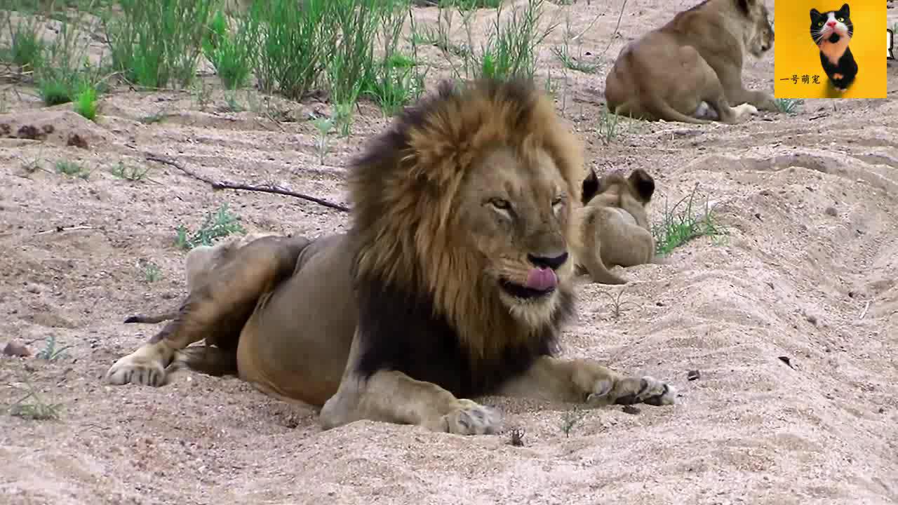 的video播放 00:00 12:34 12:34 为您推荐: 惨败狮王投奔曾经雄狮群