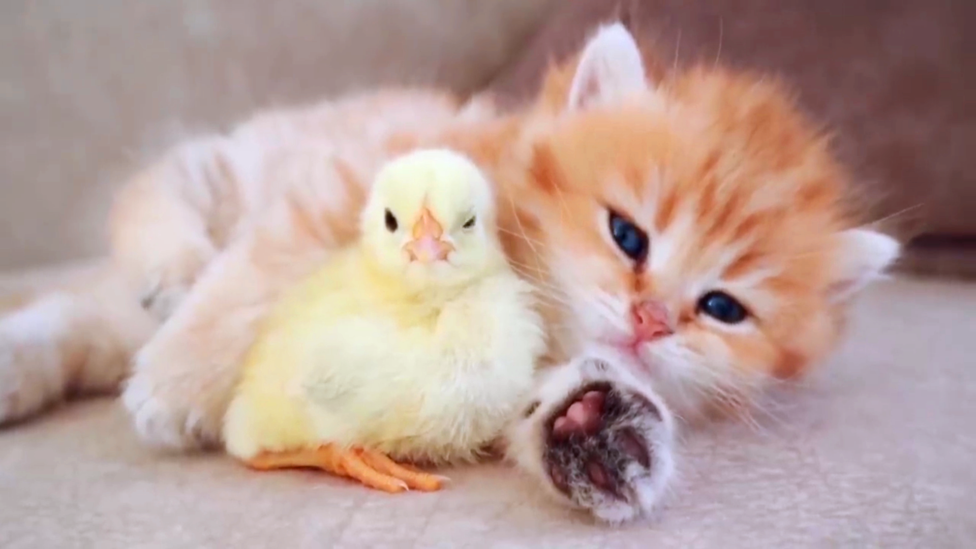 搞笑动物:小猫与鸡崽成了好朋友!