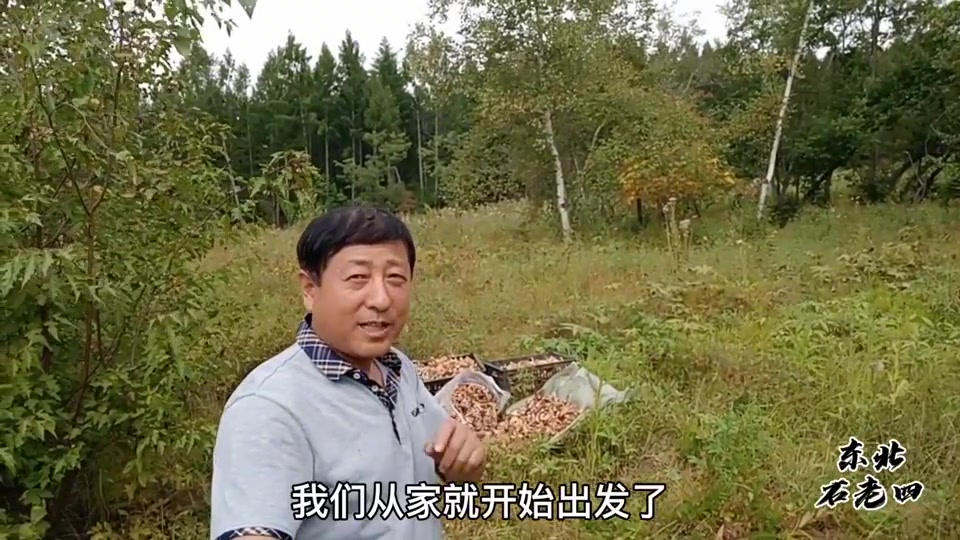 黑龙江临边境山林山货多,采榛蘑多到拿不动,远方朋友有口福了