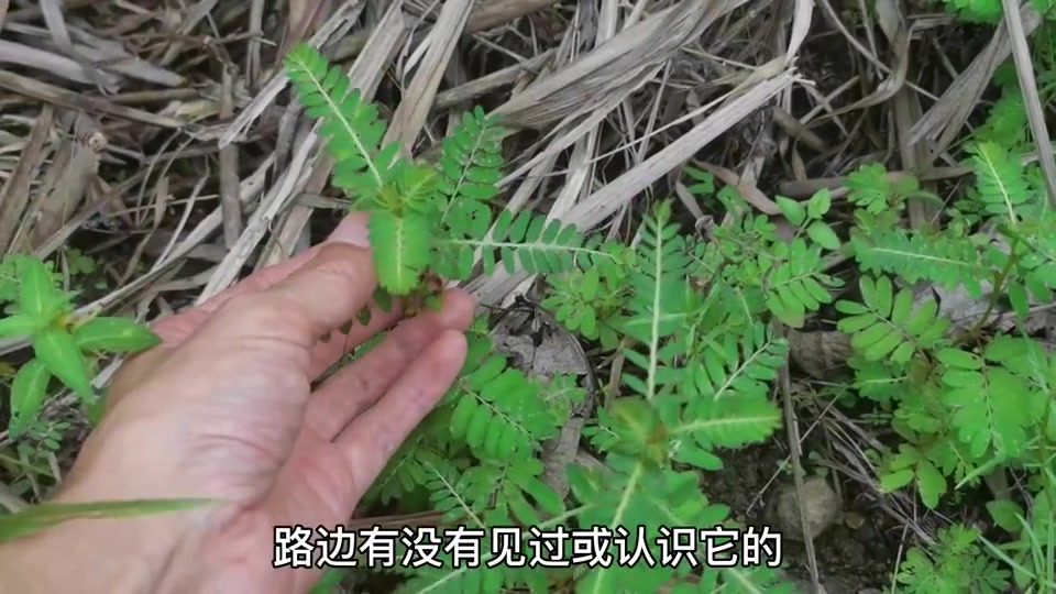 蛇药"珍珠草"植物,它的学名叫"叶下珠,您是否了解呢?