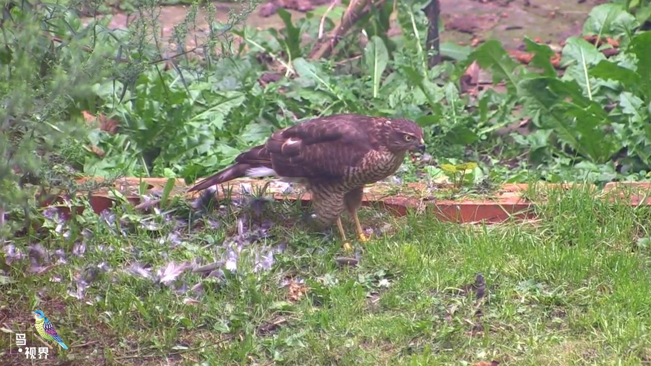 鹞子又称雀鹰,喜欢吃鸽子,吃完还意犹未尽