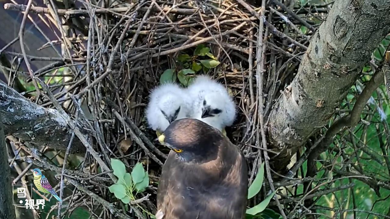 树上有一窝鹞子,两只雏鸟不打不闹,等待妈妈捕猎归来
