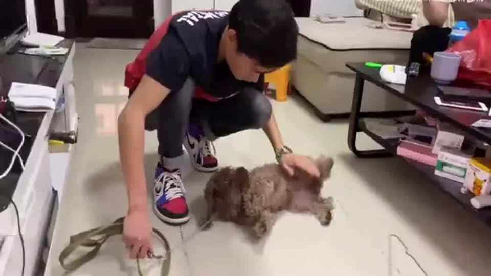 狗狗喜欢咬人的纠正方法 时尚达人圈
