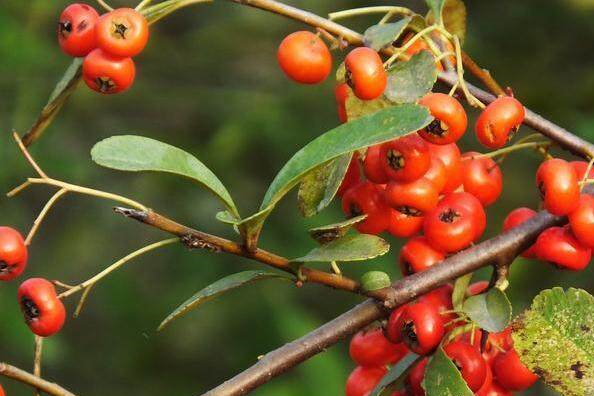 红果_红果最新消息,新闻,图片,视频_聚合阅读_新浪网