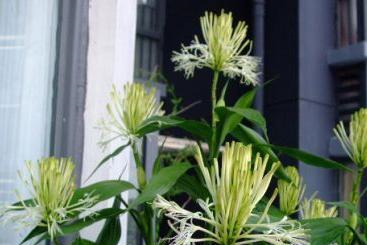 富贵竹几支吉祥 4b3d-776354528cf43a67d50f02c3d8cd305b.png