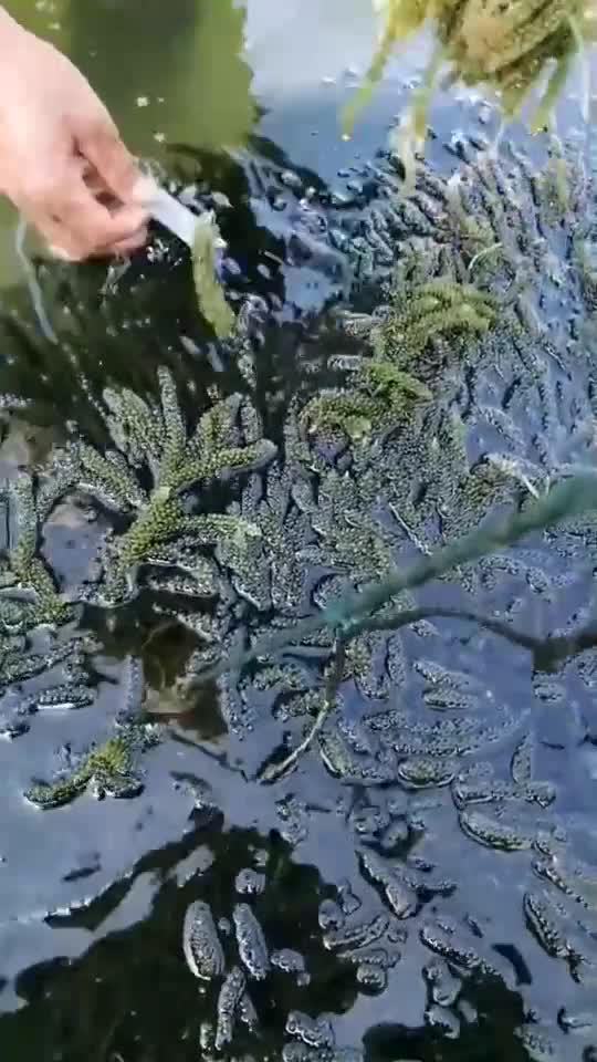 长茎葡萄蕨藻,简称海葡萄,是一种营养丰富的高端食材!