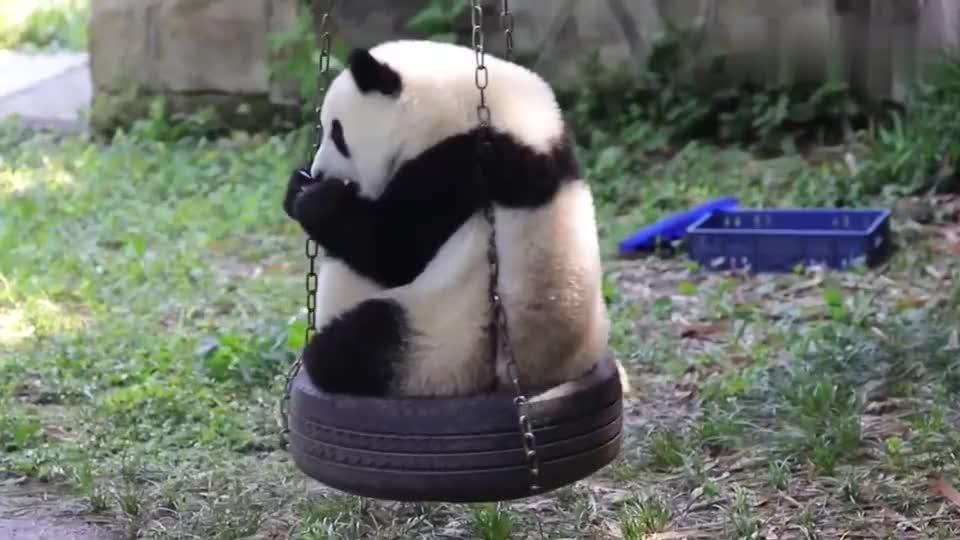 熊猫:幸福是什么?幸福就是边荡秋千边吃苹果!