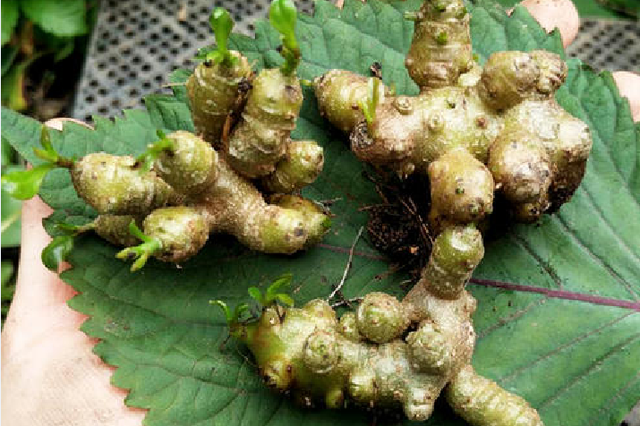 此草人称"落葵薯",农村房前屋后常见,价值很珍贵,别再喂猪了