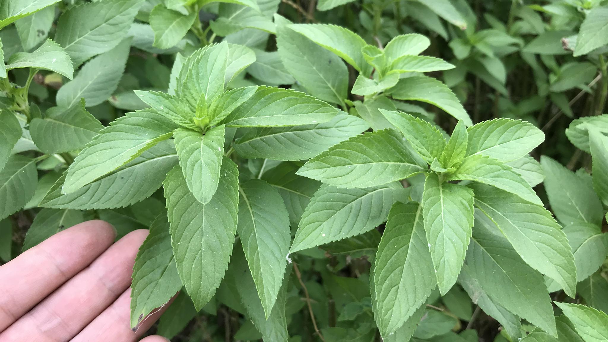 野薄荷图片与功效图片图片